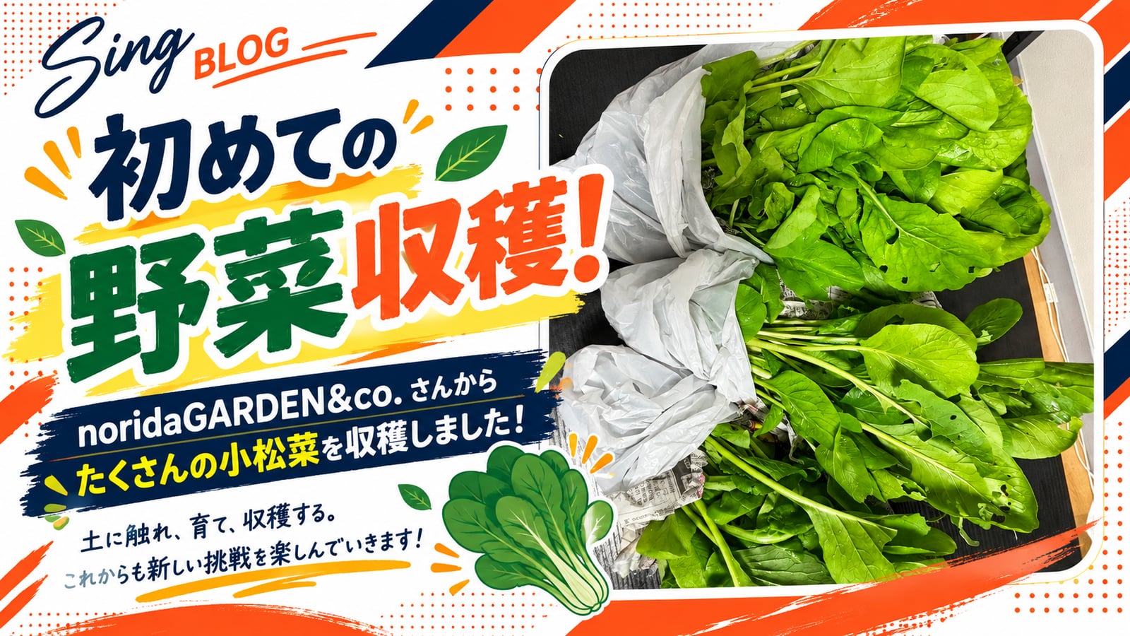 初めての野菜収穫！noridaGARDEN&co.さんのレンタル畑でたくさんの小松菜を収穫しました