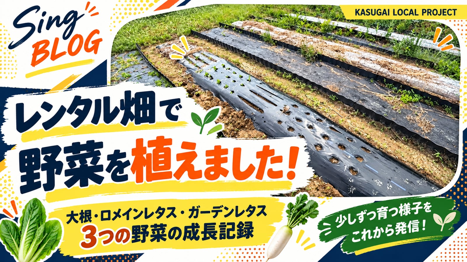 レンタル畑で野菜を植えました！大根・ロメインレタス・ガーデンレタスの成長記録！